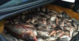 Sute de kilograme de pește, improprii pentru consum, confiscate de polițiști