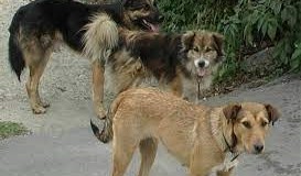 Femeie salvată de polițiștii locali de mai mulți câini fără stăpân, în zona Gării Botoșani